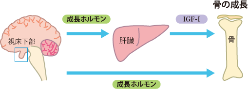 イラスト